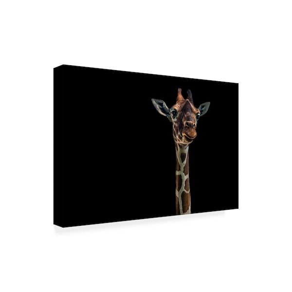 Branko Markovic 'Hello Giraffe' Canvas Art,16x24